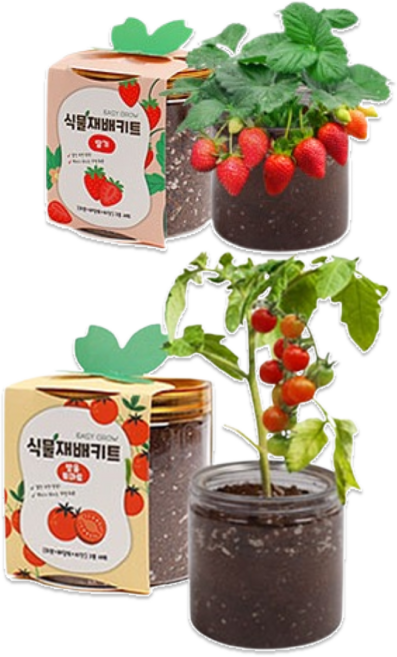 이지그로우 식물 재배키트, 방울토마토1+딸기1