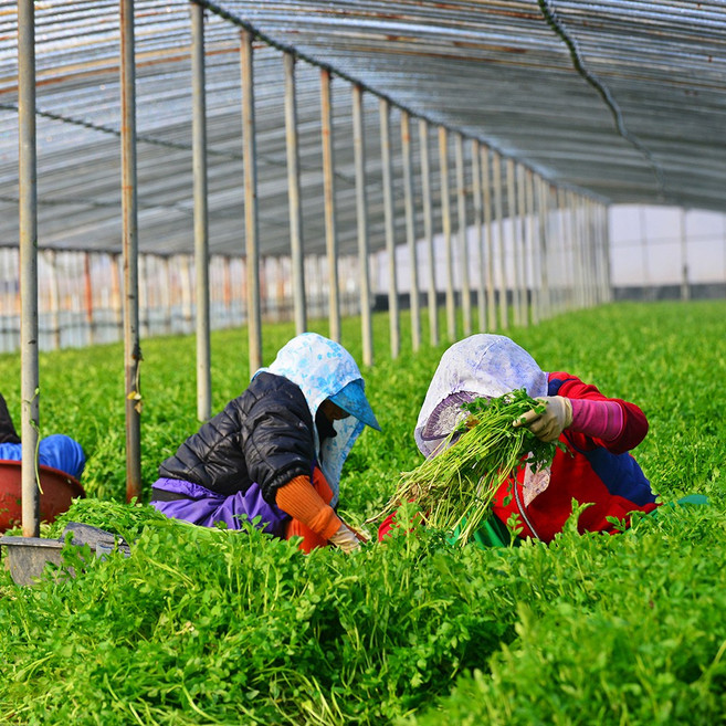 경북 청도 직송 한재미나리 아삭한 국내산 미나리, 2kg, 1개