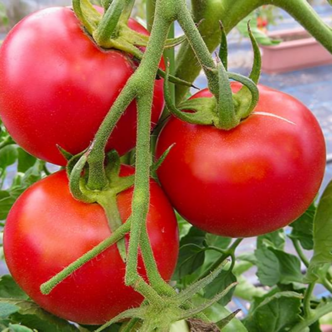 팜앤테이블 우리농산물 햇 완숙 찰토마토, 1박스, 국내산 토마토 1kg