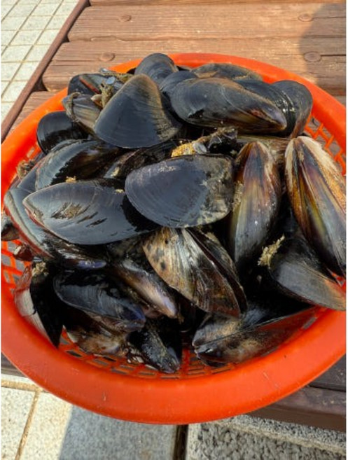 여수푸른수산 여수 홍합 5kg 홍합살 500g 싱싱한홍합 [원산지:국산], 1개, 홍합5kg