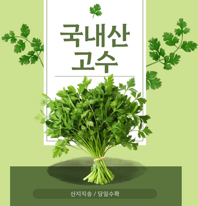 국내산 생고수 신선채소 쌀국수용 마라탕용, 1개, 500g