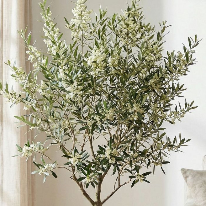 같이가치농원 독립수형 올리브나무 외목대 대품, 1개