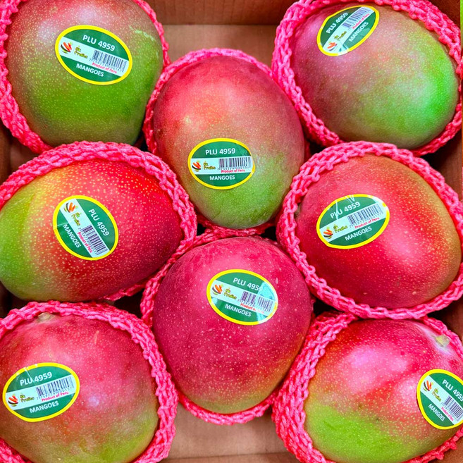 [특가할인]프리미엄 애플망고 선물세트, 1개, 애플망고 2kg 4-5과