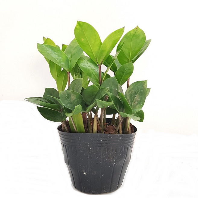 도도팜 스투키 산세베리아 수퍼바 금전수 본쉘스투키 스투키20cm 스투키30cm 스투키40cm 스투키50cm 금전수 (중) 공기정화식물, 11. 금전수 20c 1개, 1개