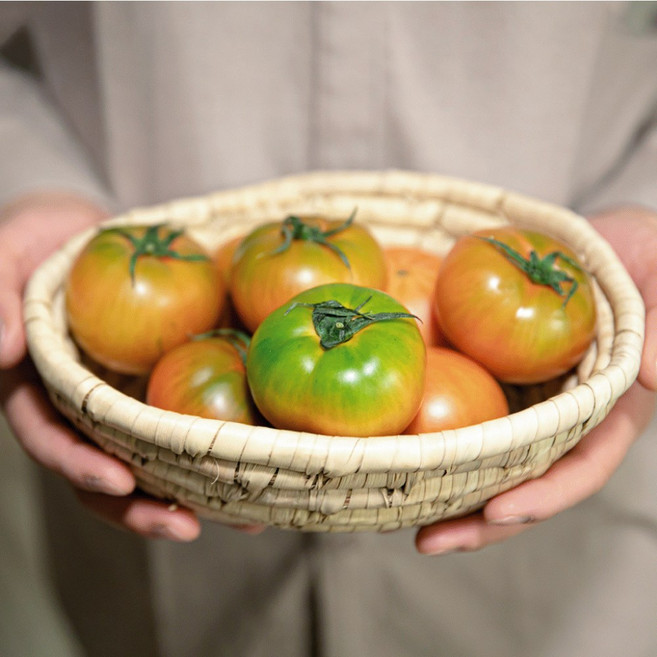 부산 대저 짭짤이토마토 짭짤한 단짠단짠 신선배송 로얄과 2S-S, 1개, 500g