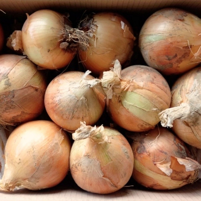 채소애 2026년 국내산 햇 양파 3kg 5kg 10kg 20kg, 1개