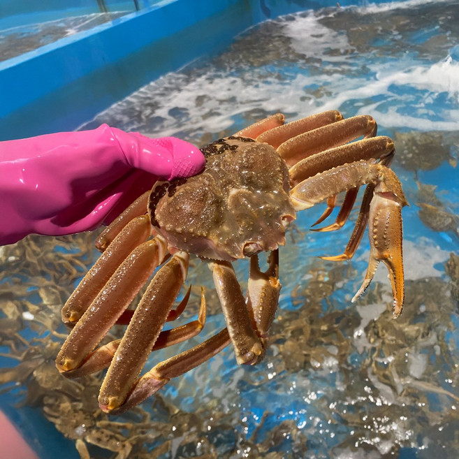 러시아 자숙 마가단 대게, 1개, B급 3kg (2-3미)