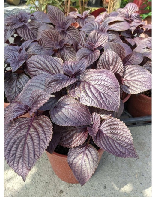 霏霏園藝 紫蘇 6吋盆栽