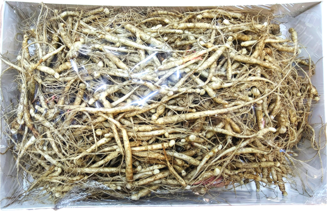 풍기인삼 홍삼마을 새싹삼/애기삼 1년생 후치기, 2개, 750g