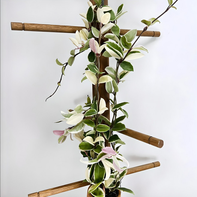 대성식물 무늬 호야 카노사 바리에가타 공기정화 행잉 희귀 꽃식물, 혼합색상, 1개