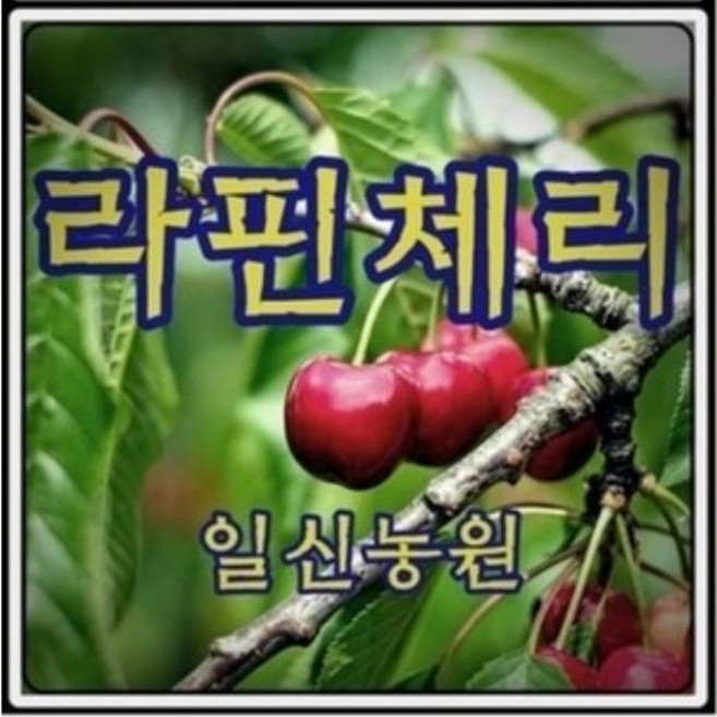 [일신농원] 각종묘목 90여종 감 대봉 단감 대추 사과 배 밤 포도 복숭아 자두 매실 살구 체리 등 /유실수/약용수/정원수/꽃나무, 1개, Q2 라핀체리 (2년특묘)
