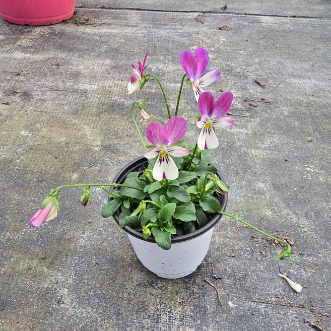 일본비올라 (소품) 버니이어즈 신종 비올라 키우기쉬운