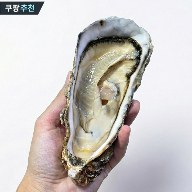 피기푸드 산지직송 통영 삼배체굴 수출용 삼배채굴 생굴 벚굴 깐 굴 각굴 석화 굴 바위굴 김장 하프쉘 하프셀 1kg 3kg 5kg 10kg, 1kg (2~4미 내외), 1개