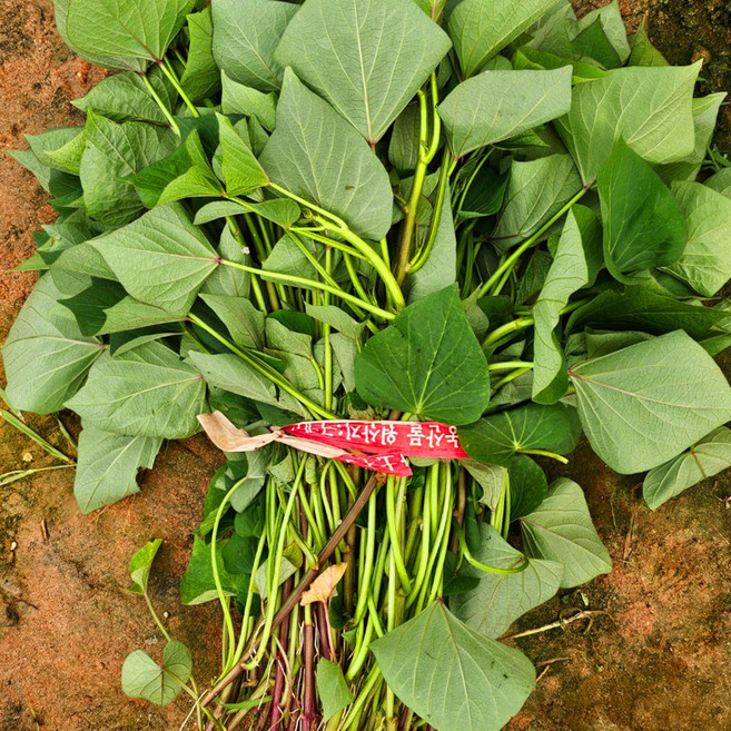 지역1위품종 해남 꿀고구마 베니하루카 모종, 1개, 1.2kg