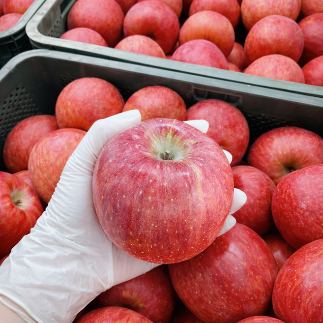 [1+1 특별행사] 청송 씻어나온째로 먹는 꿀든 햇 사과 5KG 대과 (총 10키로 배송), 1박스, 10KG