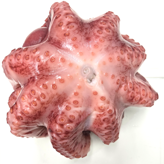 냉동 자숙 문어 10kg 필리핀 숙회 제수용 타코야끼 뽈뽀 짬뽕 해물탕 업소용, 상급(TC) 7-8미[+-1300g], 품질 일반(TC)