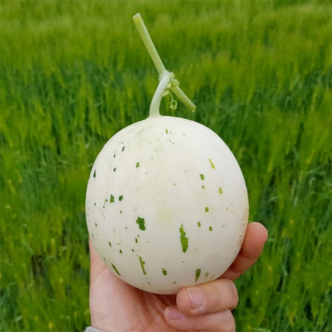 산지직송 백자메론 2kg 3kg 4kg, 01.산지직송 백자메론 2kg (2-3과)