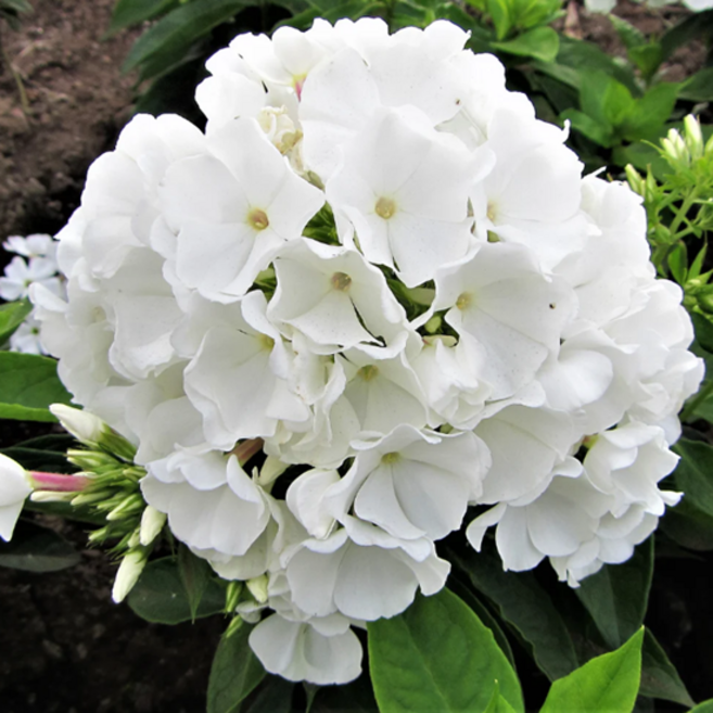 프록스 유니크 '화이트' [1포트] (복남이네야생화 플록스 White 숙근프록스), 1개