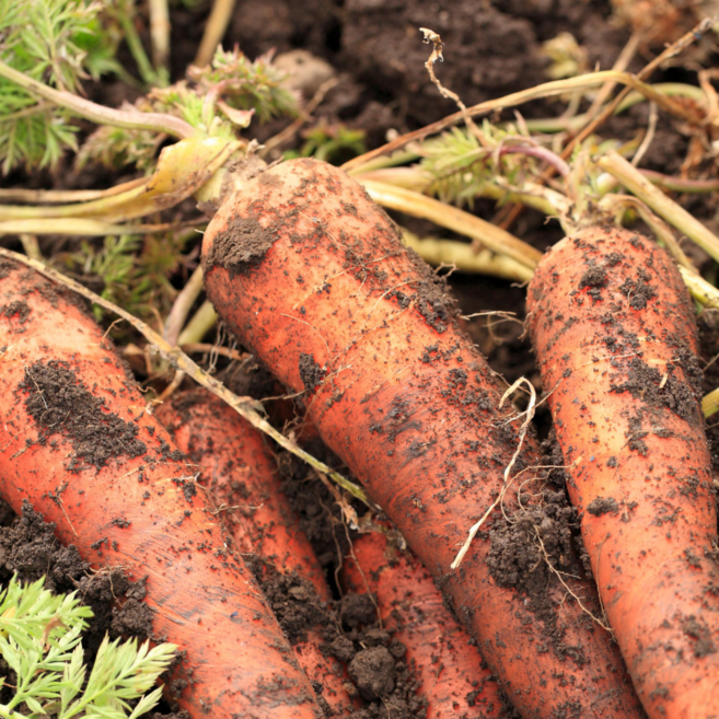 레드이츠 국내산 당근 구좌당근, 1박스, 중 10kg