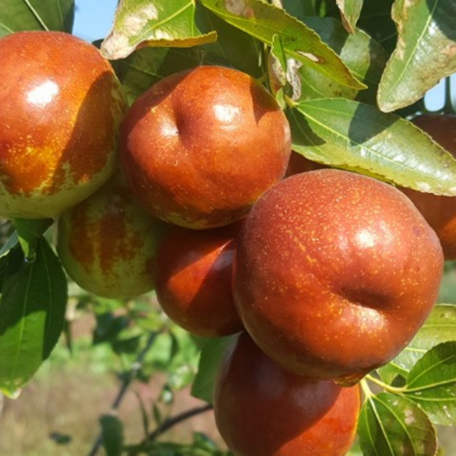 태조왕대추 사과대추 애플대추 분묘, 1개, 태조왕대추분묘