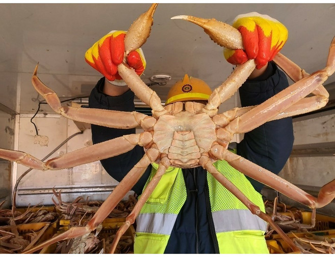 배가농수산 수울좋은 활 대게 선어대게 2kg, 선어 러시아대게2kg, 1개