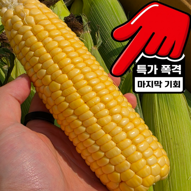 [핫딜 초특가] 초당옥수수 초당 옥수수 고당도 국내산, 1박스, 14-16cm/10개입