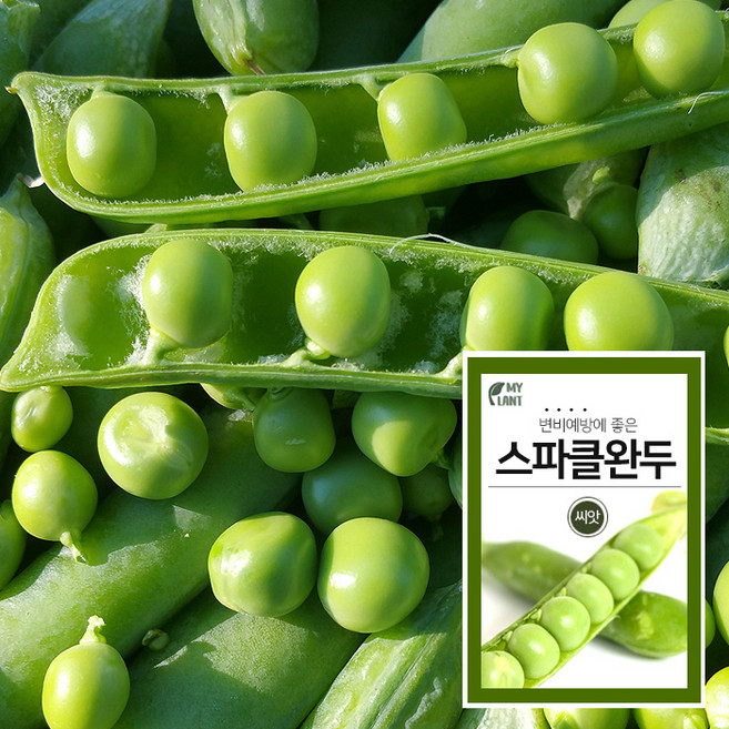 마이플랜트 스파클 완두콩 200립 채소 씨앗 베란다 텃밭 가꾸기, 1개