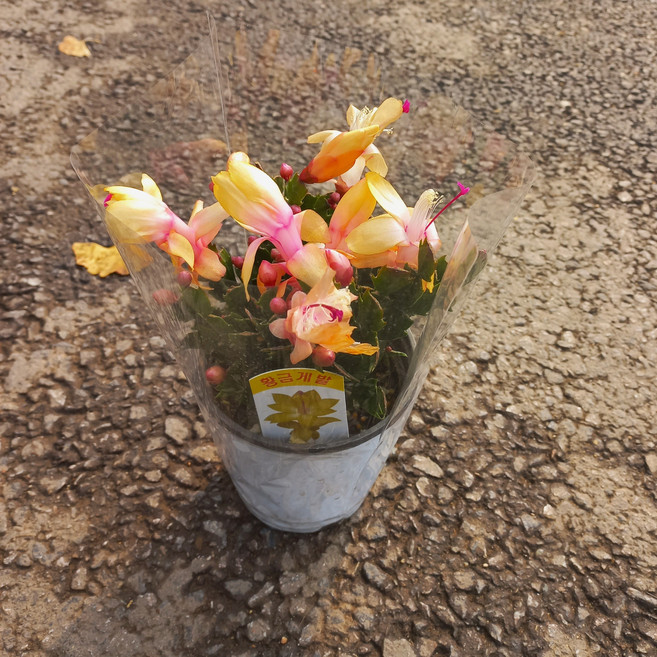 황금게발1개, 1개