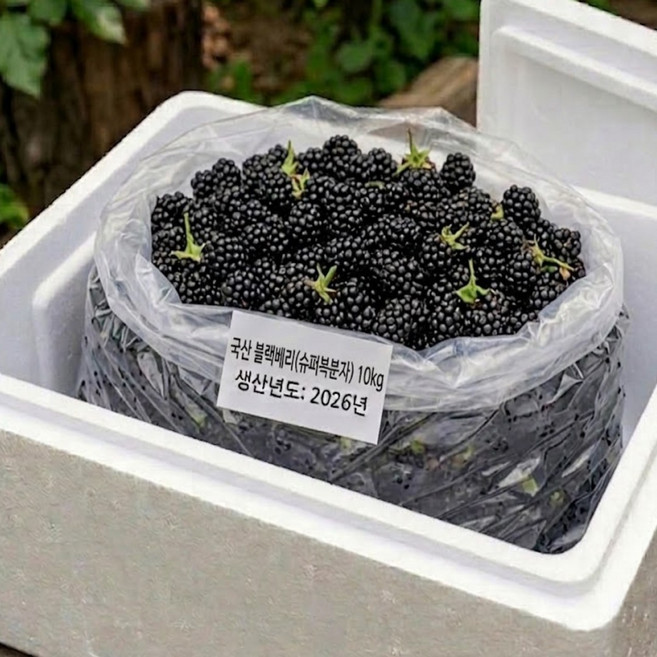 전북 고창 햇 슈퍼복분자 블랙베리 산딸기류 산지직송 급속냉동, 1개, 10kg