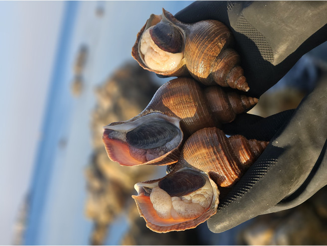 (당일조업)포항 구룡포 대나발고동 나발고동 명주매물고동 1KG, 1개, 대 1kg 3-7미