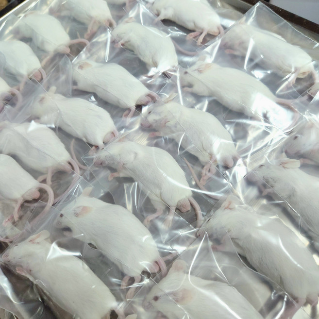 마우스 특대 29-41g 마렛트 냉동쥐 뱀먹이 냉동마우스 파충류용품 파충류먹이, 1개, 1L, 특대 29~41g 1마리