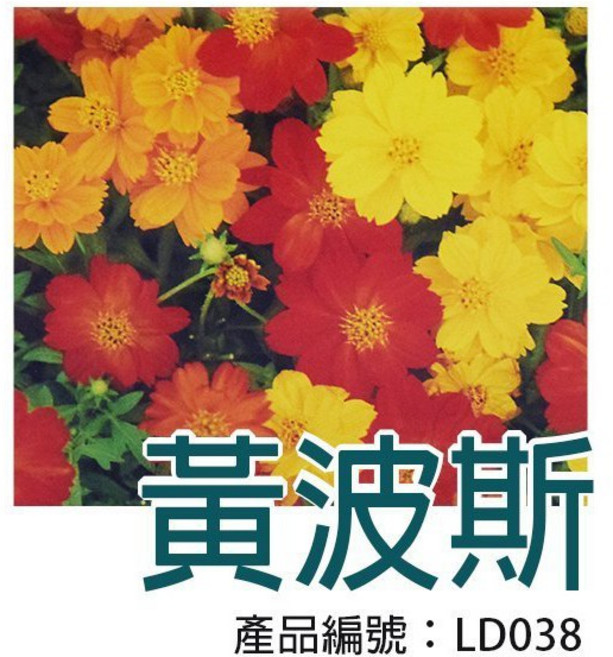 醬米資材 黃波斯菊花種子, 1個