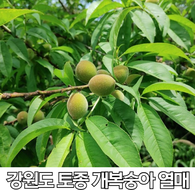 국내산 100% 강원도 햇 개 복숭아 열매 구입 야생 게복숭아 생과 제철 돌복숭아 생과 개봉숭아 5kg 10kg