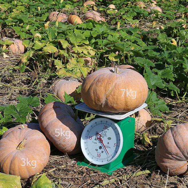 늙은호박 5kg내외 한줌농장 국산 생 맷돌호박, kg, 5키로