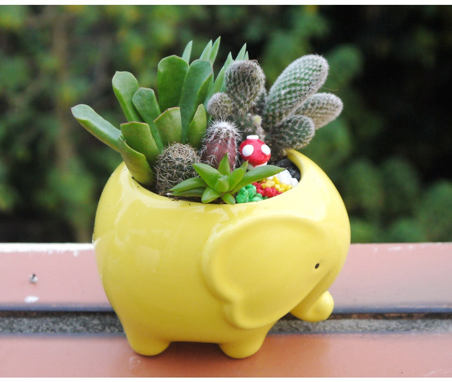 花樣渼栽盆栽生活館 招財仙人掌室內外盆栽, 1個, 五行相生大象盆組-黃盆, 黃