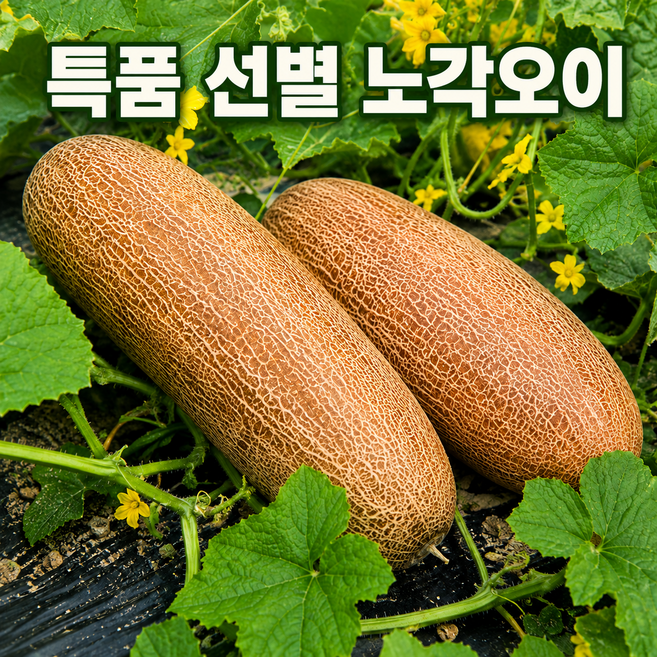 2위 - [산지직송] 국내산 늙은 오이 노각, 1개, 5kg