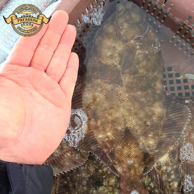 [프리미엄 자연산 활 도다리] 국내산 거제도 자연산 활 도다리 도다리쑥국 손질 도다리 손질, 1개, 프리미엄 자연산 활 도다리 600g (매운탕소스포함)