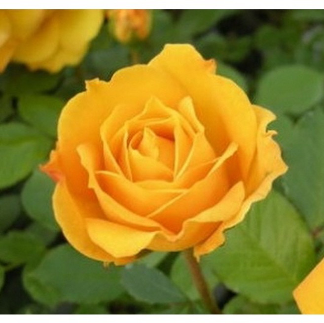 고급사계장미나무 충청농원, 고급사계 땅장미, 사계-노랑, 1개