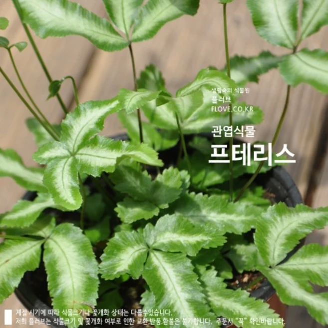 프테리스, 1개 - 쿠팡