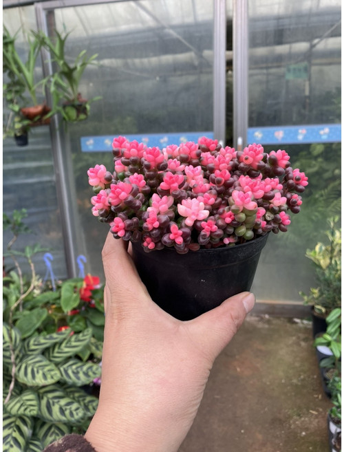 [근이네식물원] 레드베리 다육이, 1개, 0