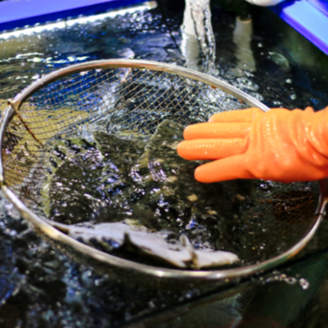 국내산 손질 도다리 800g 봄도다리 3-4미