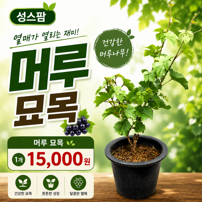 성스팜 머루묘목 화분 열매나무 노지월동 가능한 덩굴식물, 1개, 초록