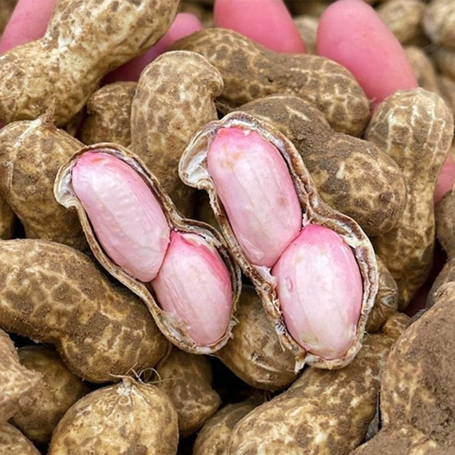 2025년수입햇땅콩피땅콩햇땅콩, 1개, 5kg