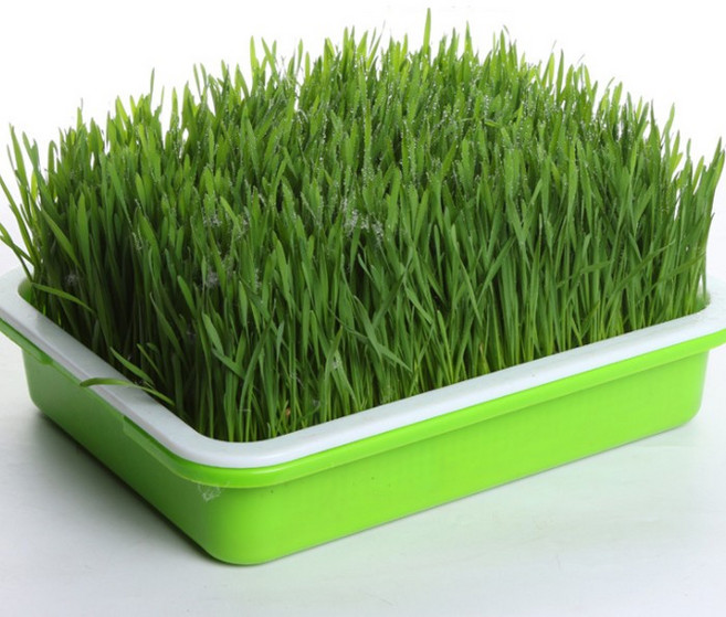 새싹 채소 재배 키트 수경 재배기 보리싹 밀싹 씨앗 가정 실내 텃밭, 1개
