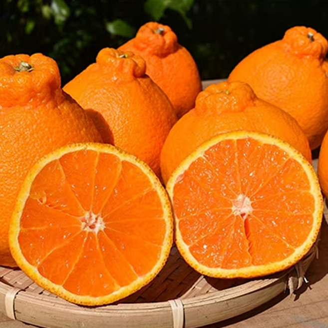 [축제1위] 2주한정 상큼과즙 새콤달콤 한라봉, 1개, 3kg(선물용)