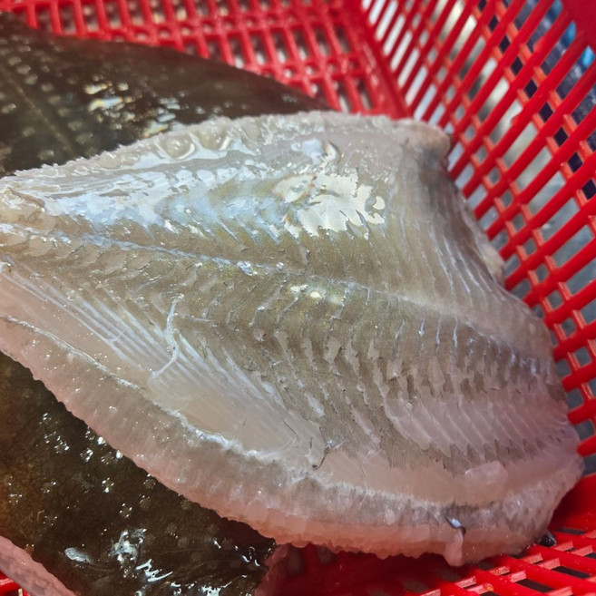 강도다리 봄도다리 완전손질 회 순살 세꼬시 필렛 250g, 1개, 250g(순살)