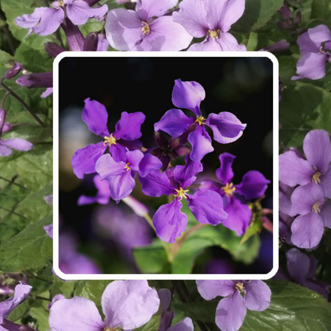 소래풀씨앗 100g 제갈초 보라유채 야생화종자 소래풀꽃씨앗 꽃씨, 1개