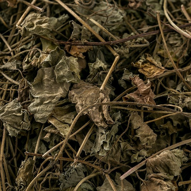 국산 금전초(긴병꽃풀) 600g 병풀 결석 동전초 연전초 건조 건 말린 한방 약재 약초, 12S5_국산금전초(긴병꽃풀)600g, 1개