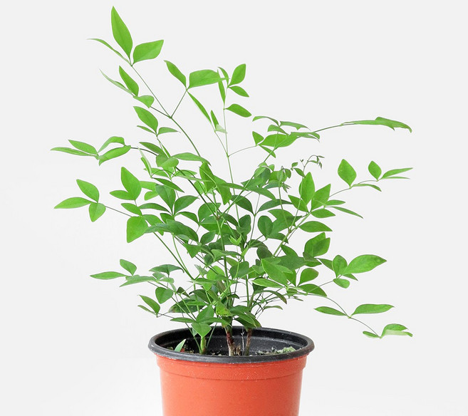 마이플랜트 남천 소형 관엽식물, 1개, 단일