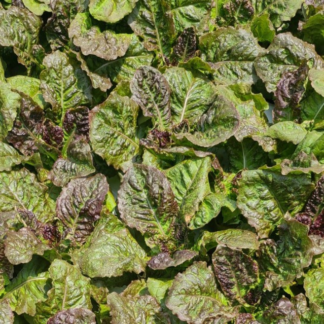 국내산 유기농 흑하랑 상추 100% 1kg /2kg, 1개